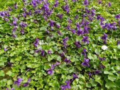 Viola odorata