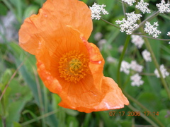 Papaver oreophilum