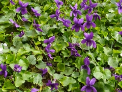 Viola odorata