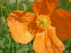 Papaver oreophilum