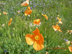 Papaver oreophilum
