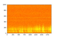 Tadarida brasiliensis