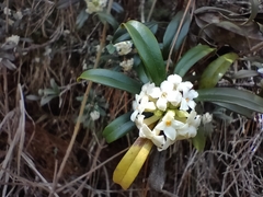 Daphne arisanensis