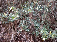 Daphne arisanensis