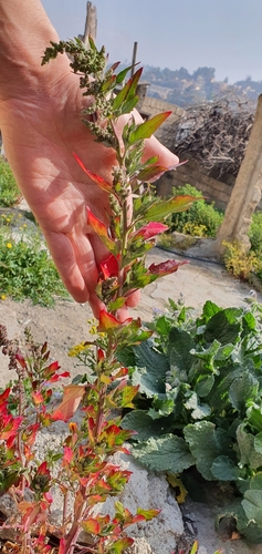 Chenopodium album image