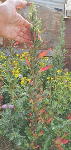 Chenopodium image