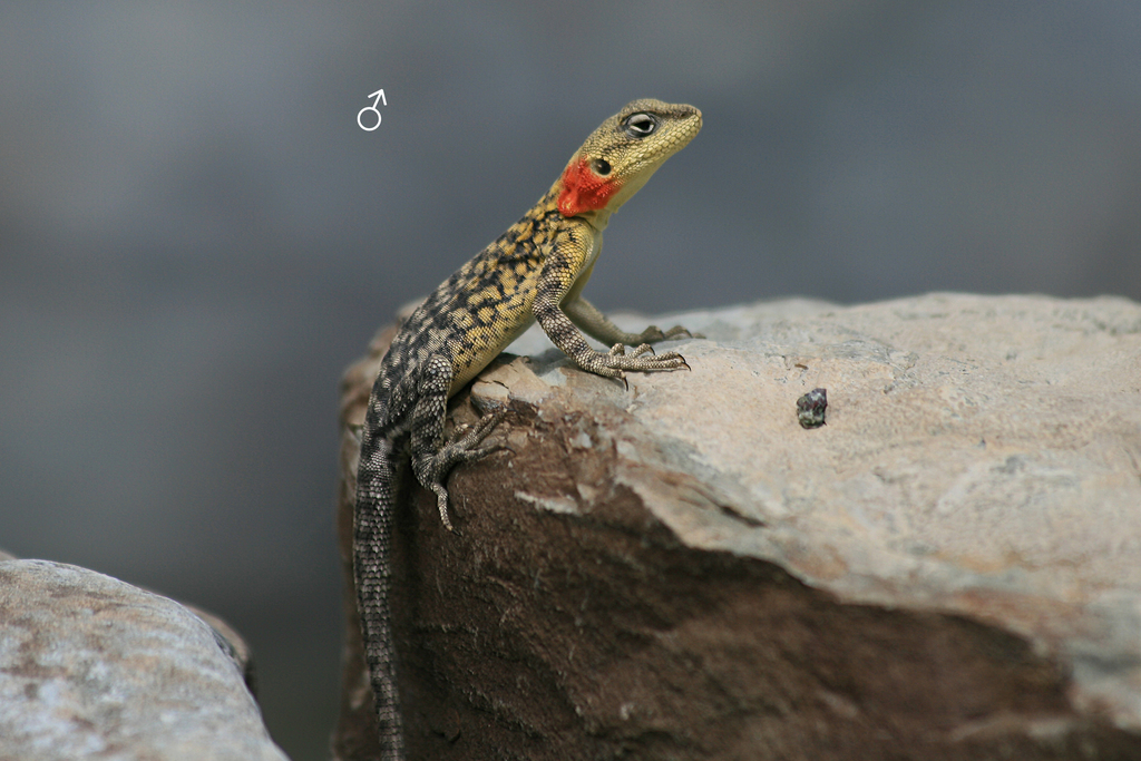 Himalayan Agama