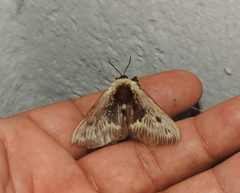 Megalopyge albicollis superba