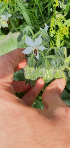 Borago image