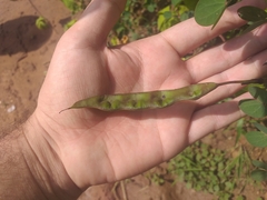 Bauhinia bauhinioides