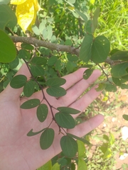 Bauhinia bauhinioides