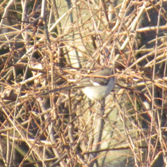 Mimus polyglottos polyglottos