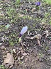 Crocus vernus