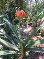 Clivia caulescens