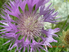 Psephellus caucasicus