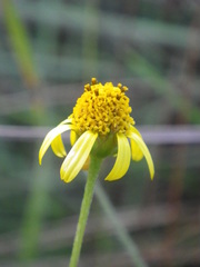 Acmella decumbens