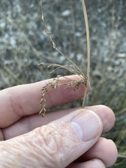 Juncus effusus solutus