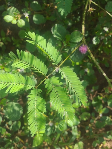 Image of Fourvalve mimosa by (c) Breno Figueiredo, some rights reserved (CC BY)