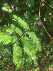 Mimosa candollei