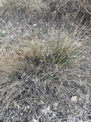 Juncus effusus solutus