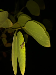 Elasmolomus squalidus