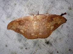 Strepsigonia quadripunctata