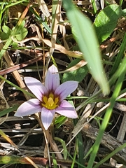 Romulea columnae