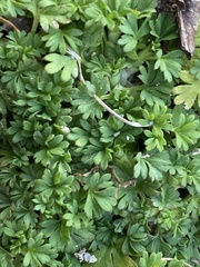 Alchemilla australis