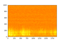 Tadarida brasiliensis