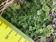 Alchemilla australis
