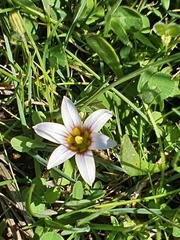 Romulea columnae
