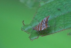 Choreutis orthogona