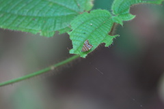 Choreutis orthogona