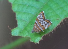 Choreutis orthogona