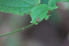 Choreutis orthogona