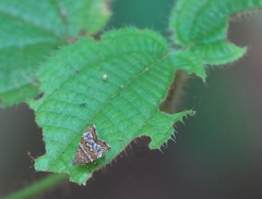 Choreutis orthogona