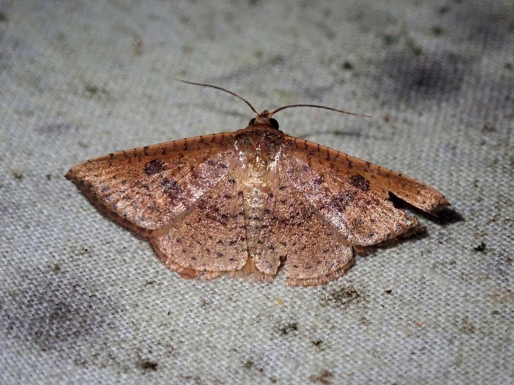Striglina rufescens