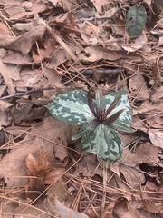 Trillium ludovicianum