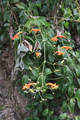 Amphilophium stamineum