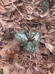 Trillium ludovicianum