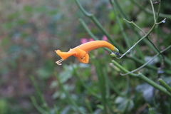 Amphilophium stamineum