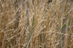 Chionochloa rigida rigida