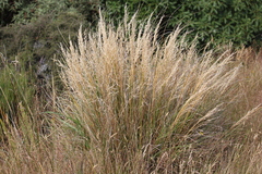 Chionochloa rigida rigida