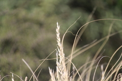 Chionochloa rigida rigida