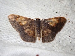Serratophyga sterrhoticha