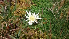 Hypochaeris sessiliflora