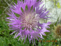 Psephellus caucasicus