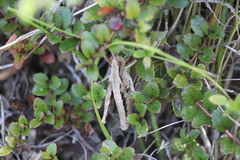 Sigaus campestris
