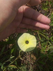 Ipomoea longeramosa