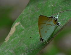 Hypolycaena thecloides